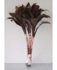 Dracaena Purple Compacta - Omega Green