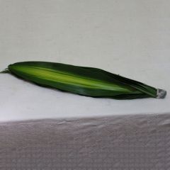 Drecena Massengana