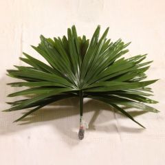 Rafis Excelsa