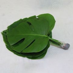 Monestra Delicorsa