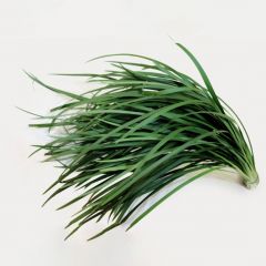 Miscanthus Green