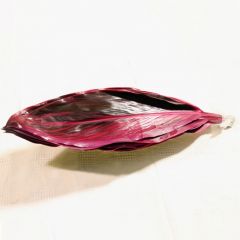 Cordyline