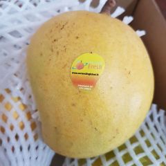Fresh Alphonso Mango (SGT)