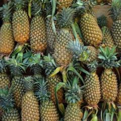 Fresh Pineapple (SGT)