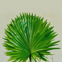 Livistonia Rotundifolia-(Queen Palms)
