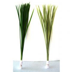 Miscanthus Sianancis -China Grass
