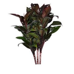 Dracaena Purple Compacta