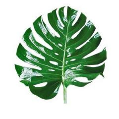 Monstera deliciosa