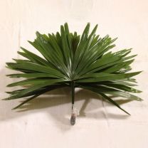 Rafis Excelsa