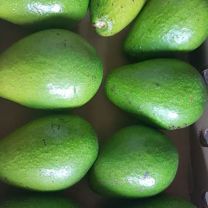 Fresh Avocado (SGT)