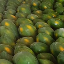 Fresh Papaya (SGT)