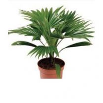 Livistona Rotundifolia - Omega Green 