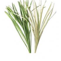 Miscanthus - China Grass (White/Green)