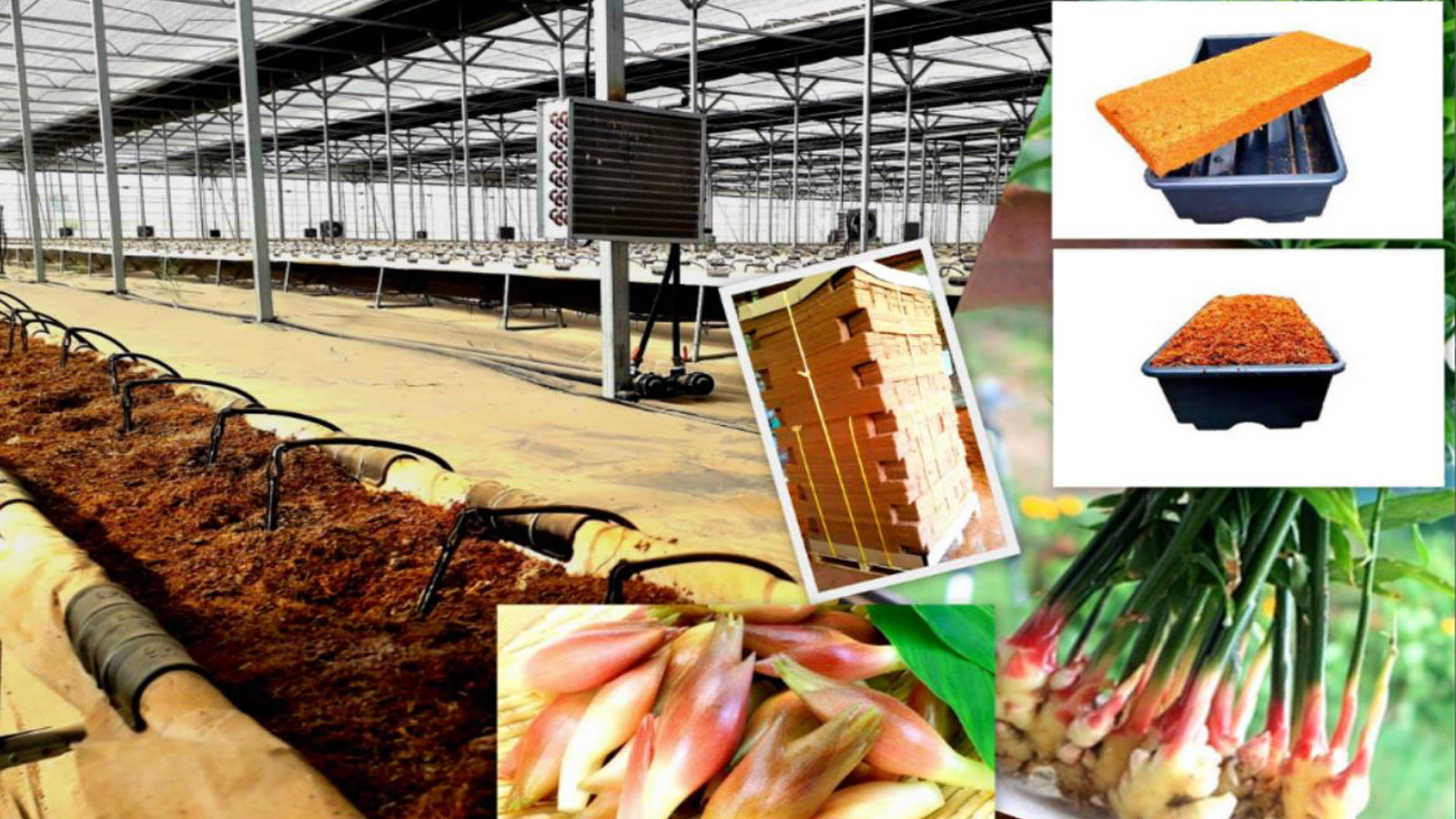 GREEN SPACE LANKA PVT LTD