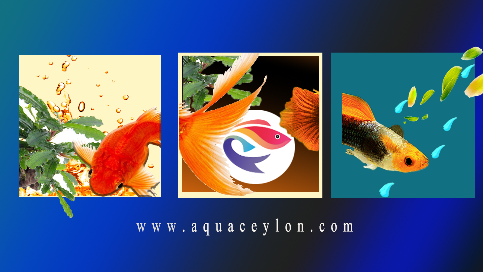 AQUA CEYLON INTERNATIONAL PVT LTD