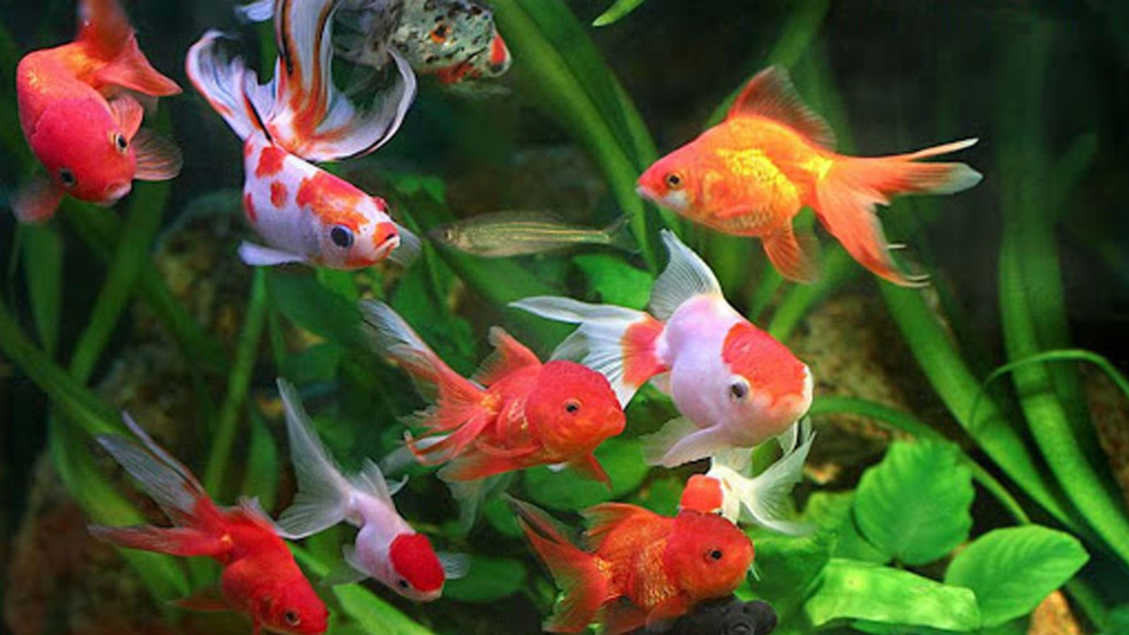 ANGEL AQUARIUM PVT LTD