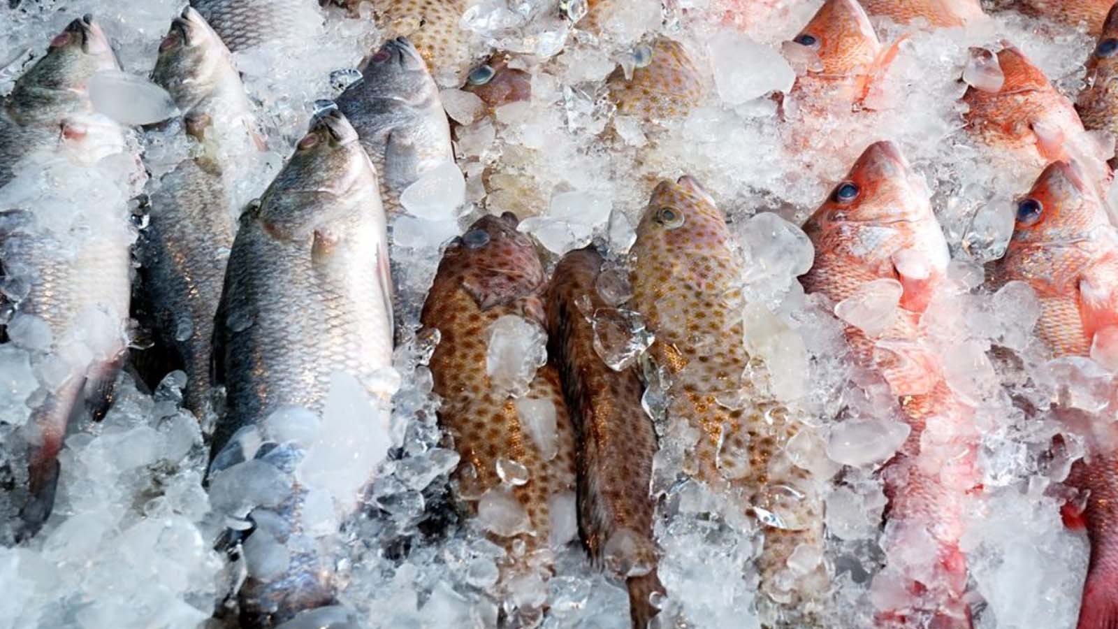 GLOBAL FISHERIES PVT LTD