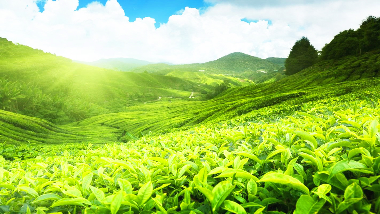 GREEN HOUSE TEA EXPORT CEYLON PVT LTD