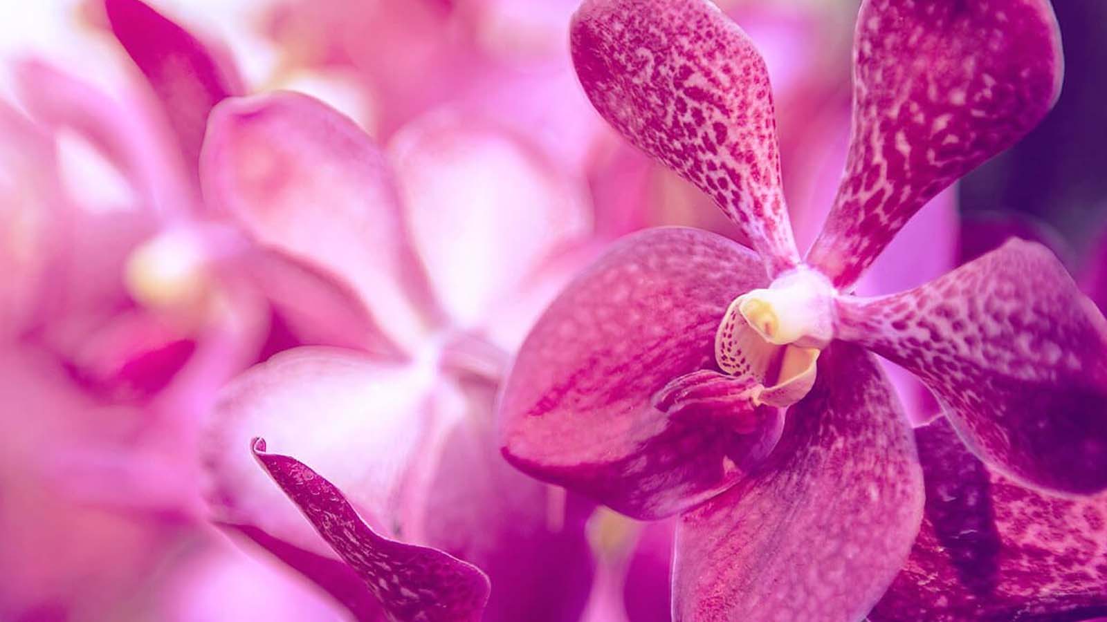 GREEN LANKA FOLIAGE EXPORTS