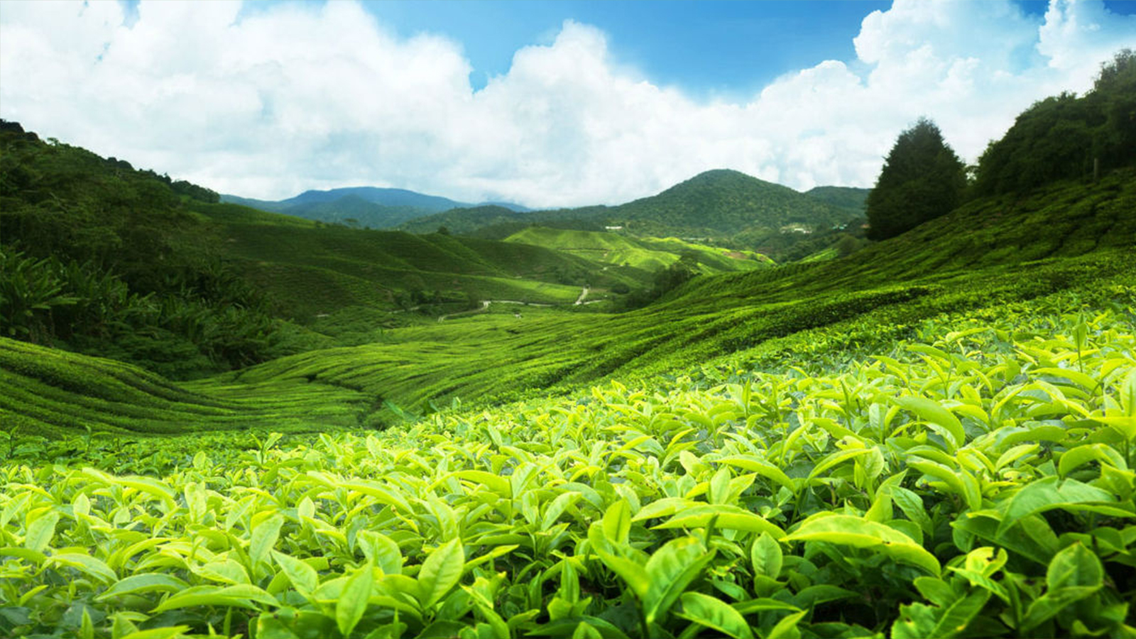 HIDELLANA TEA FACTORY PVT LTD