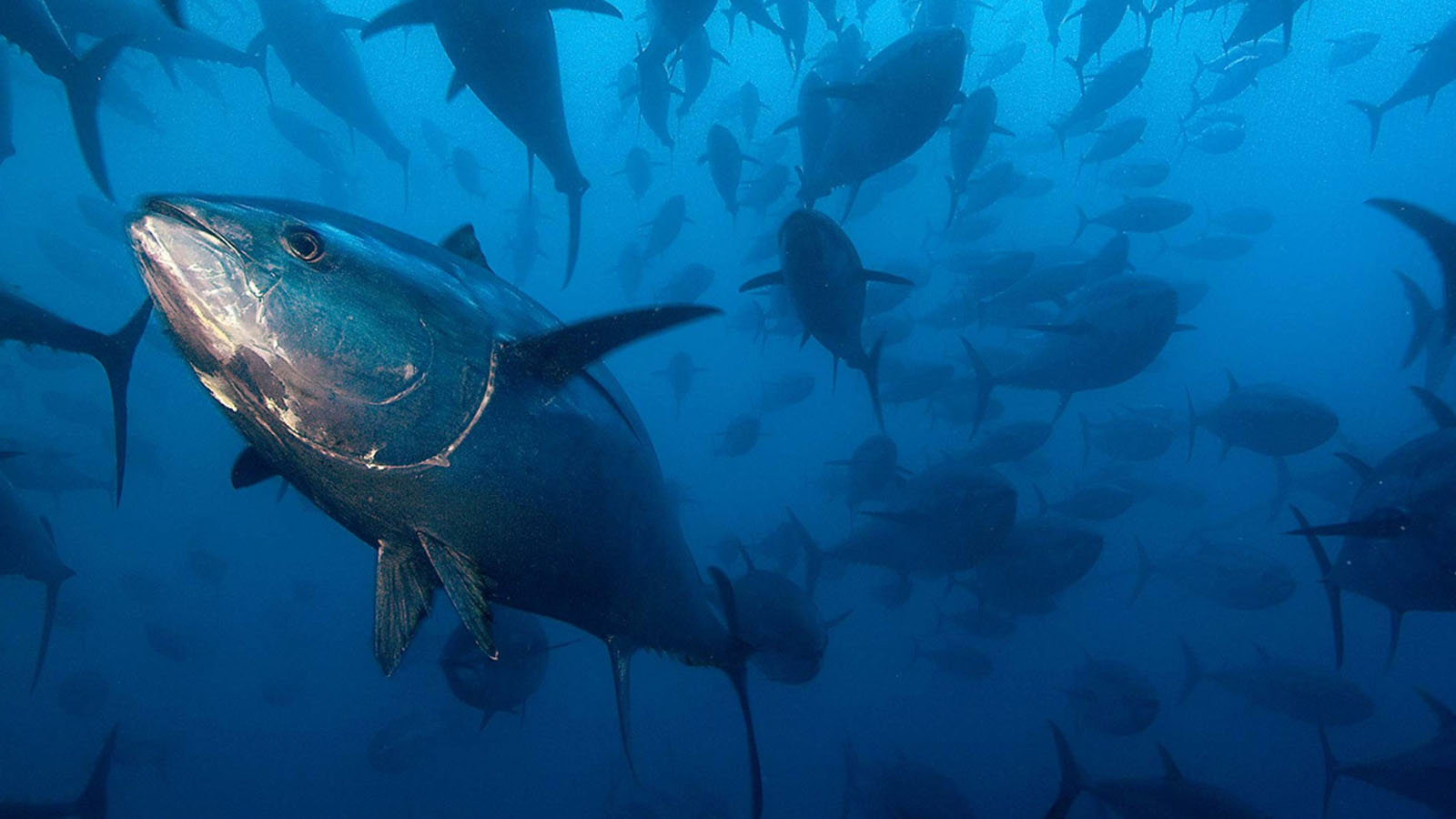 ISLAND FISH COMPANY