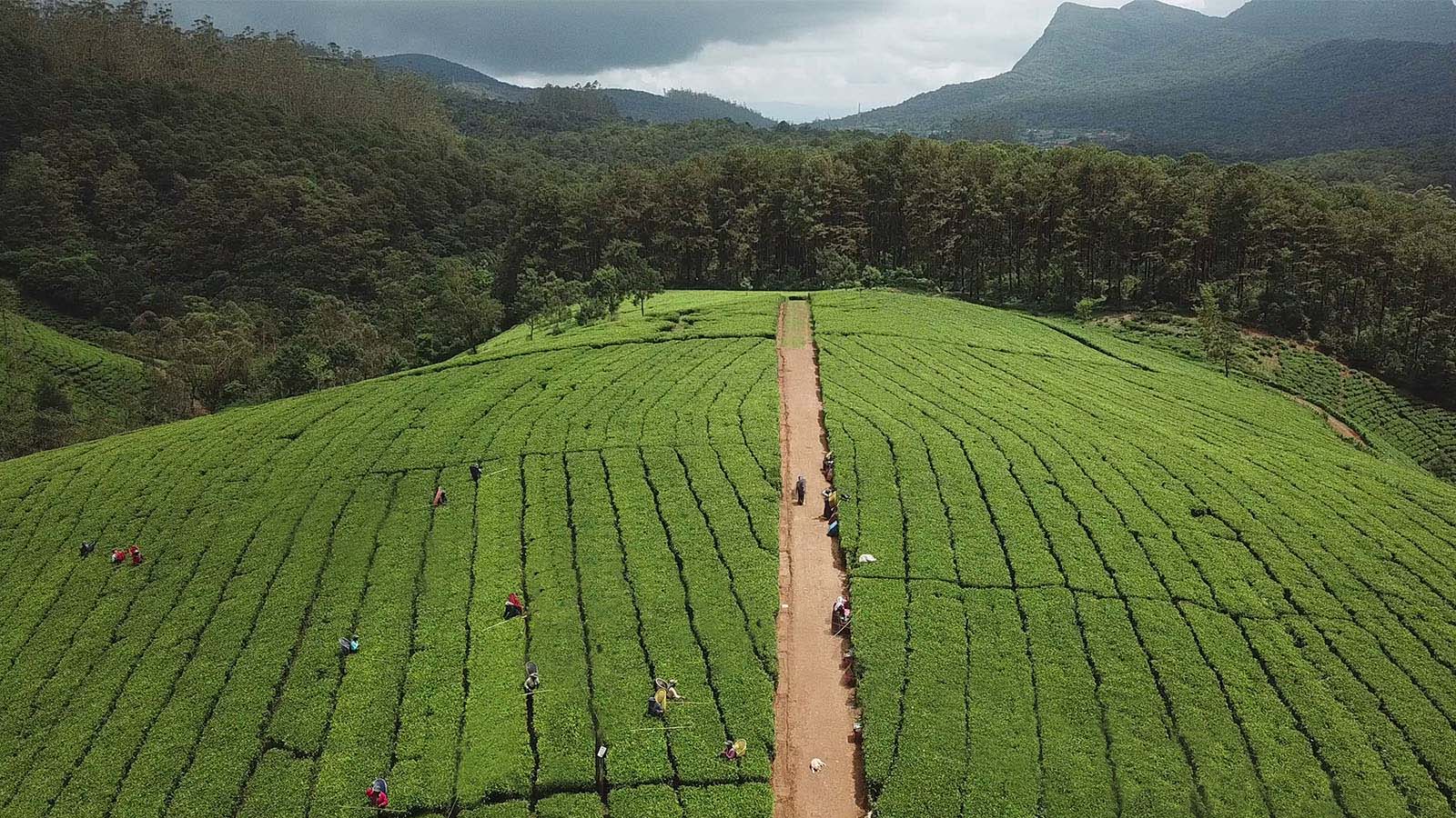 KELANI VALLEY PLANTATIONS PLC