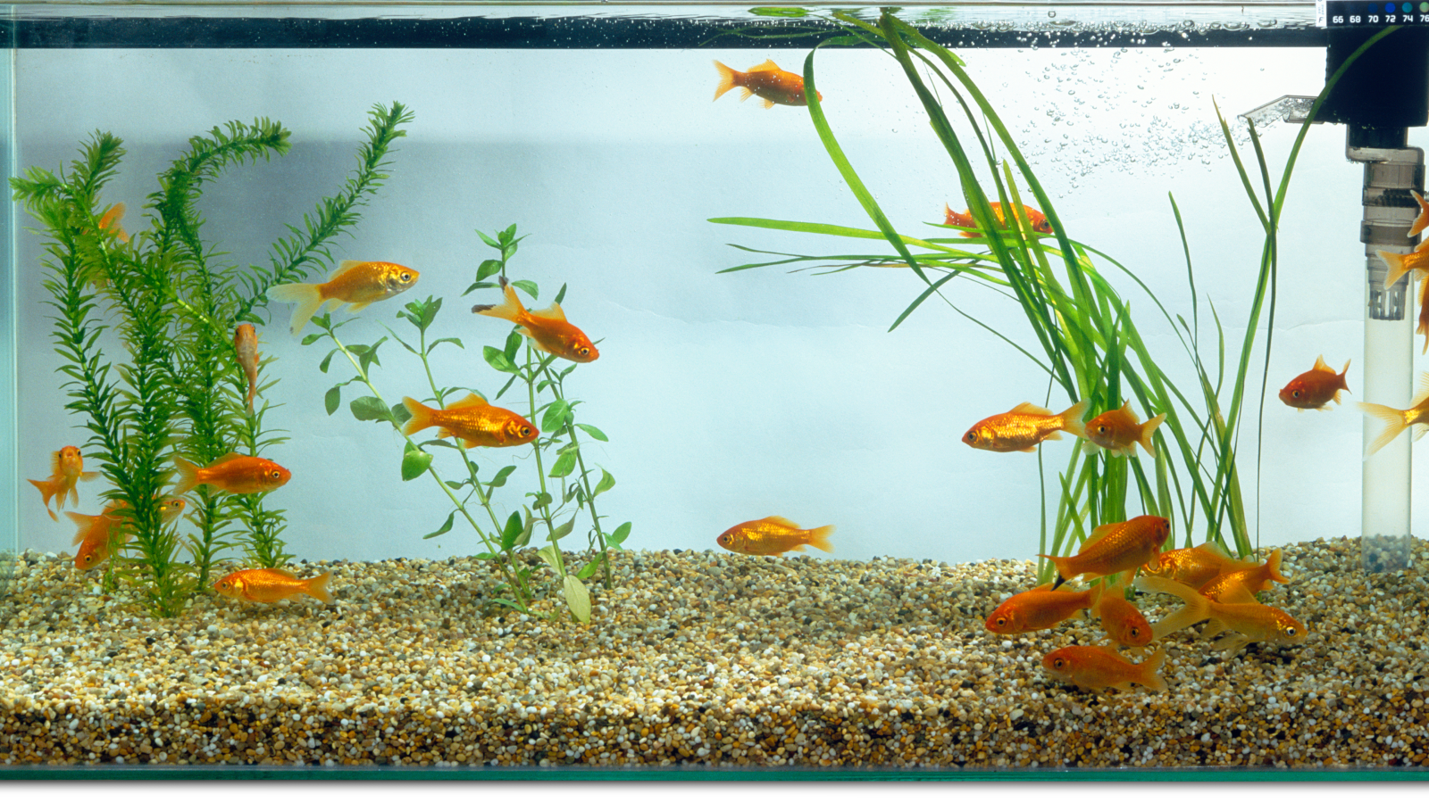 LUMBINI AQUARIA WAYAMBA LTD