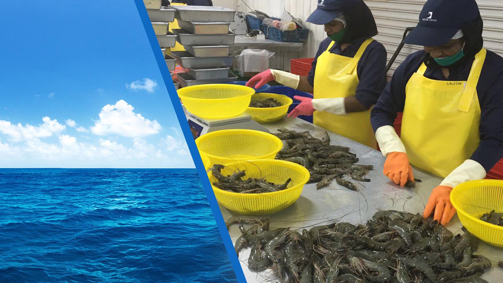 RAINBOW EXPORTS CEYLON