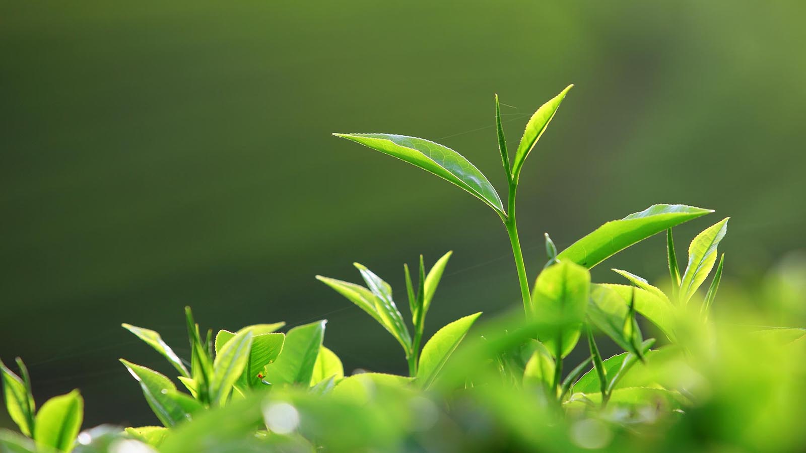 REZA SEYLANI TEA PVT LTD