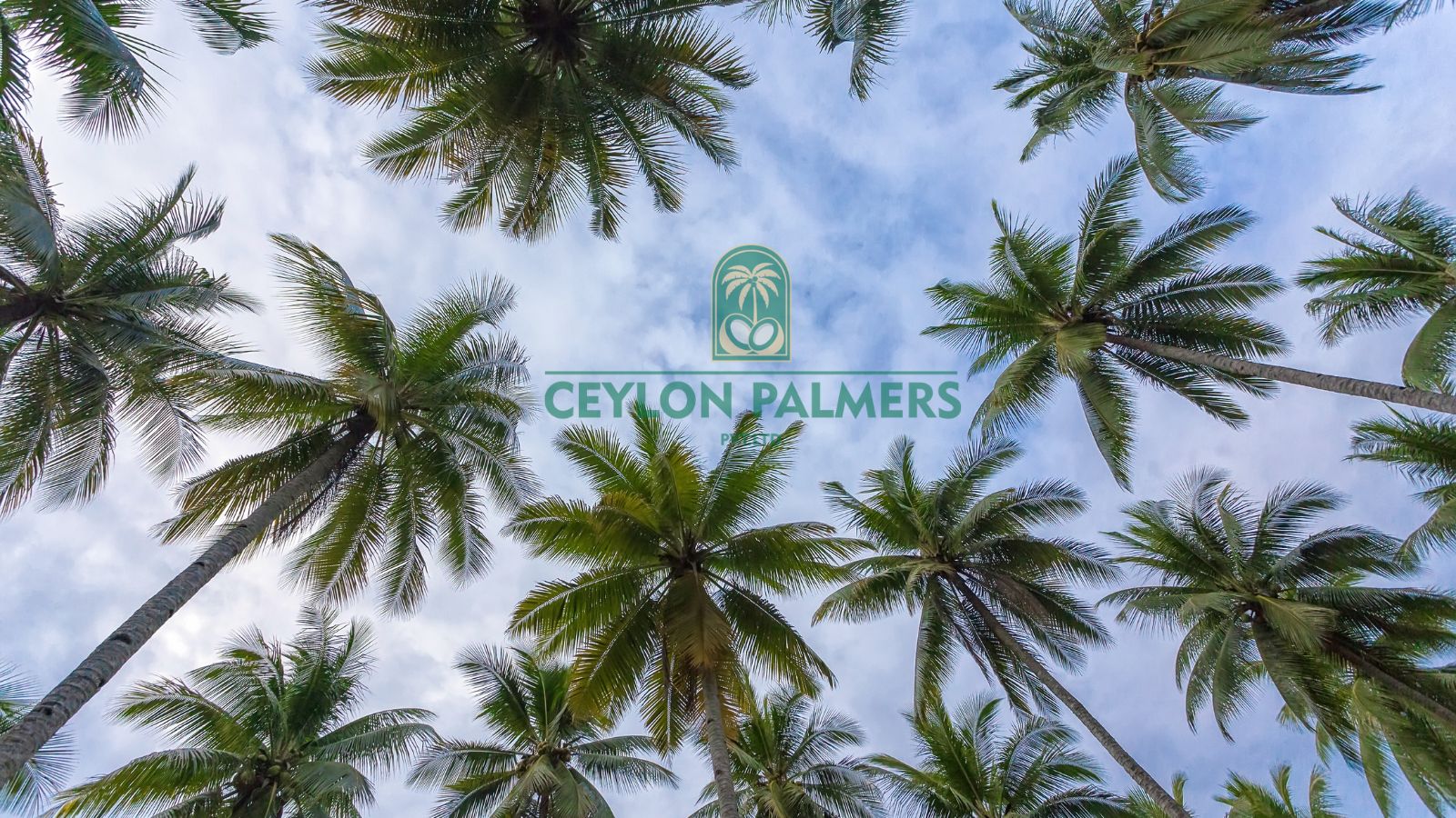 CEYLON PALMERS PVT LTD