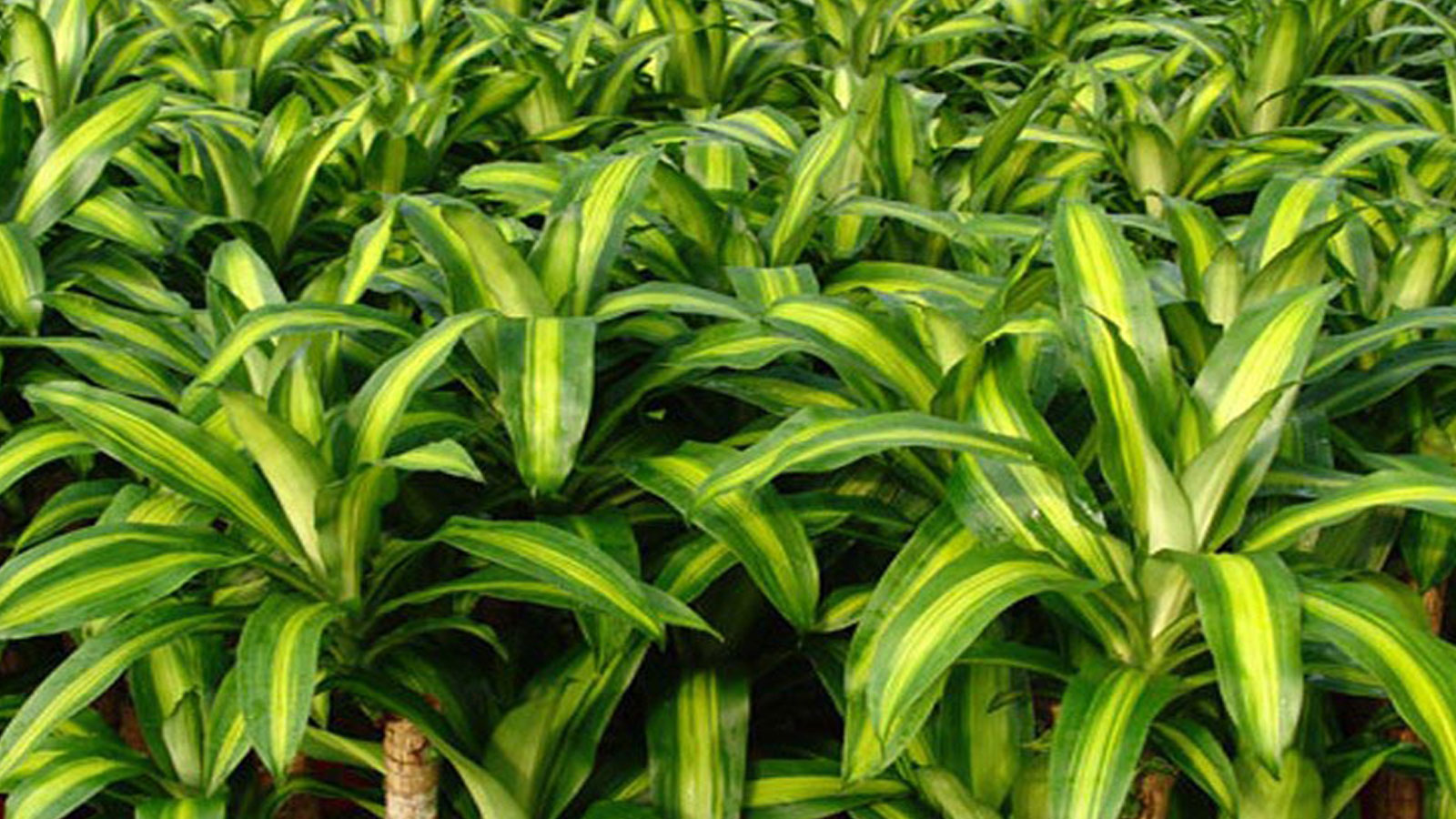 ANURADHA FOLIAGE NURSERY