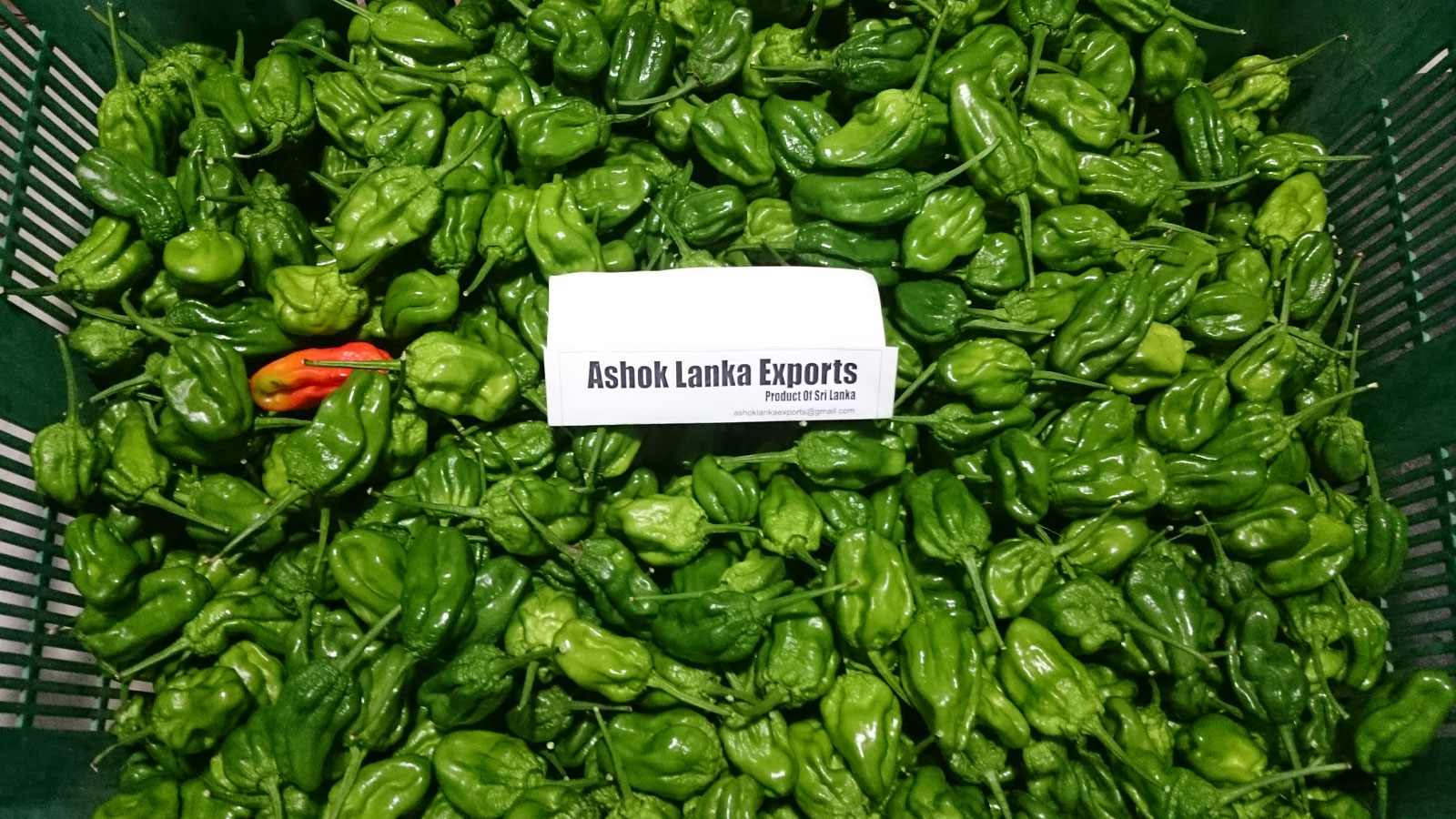 ASHOK LANKA EXPORTS