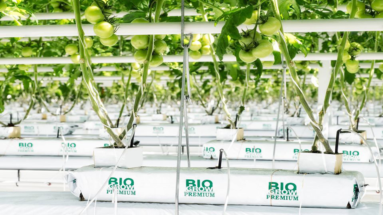 BIO GROW LANKA PVT LTD