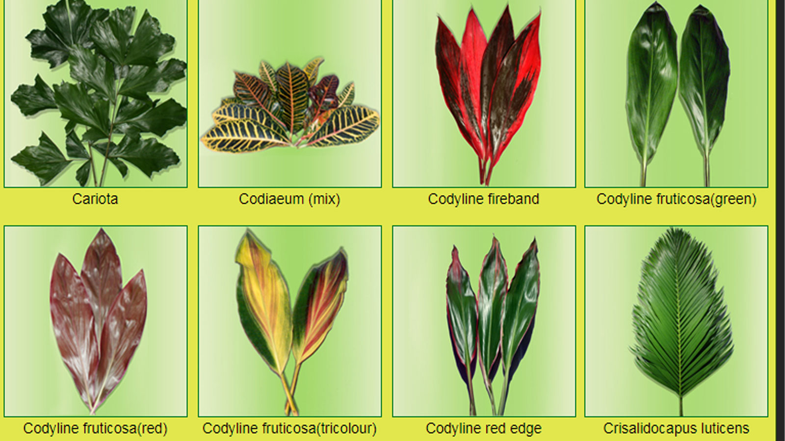 CEYLON NATURAL EXPORTS PVT LTD