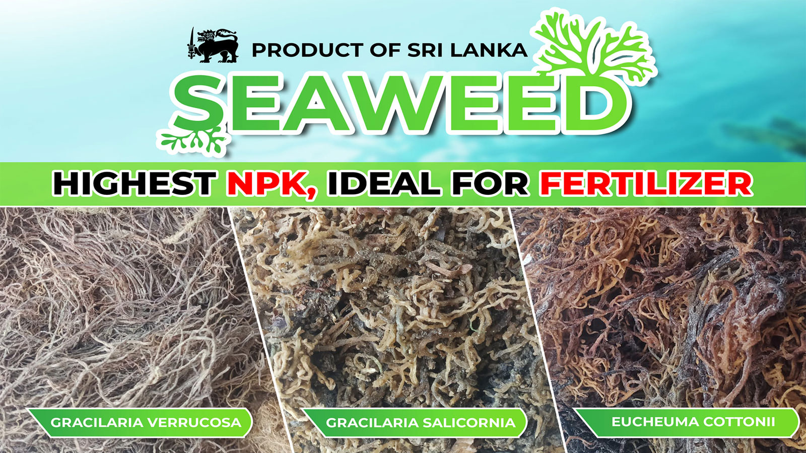 CEYLON SEAWEEDS PVT LTD