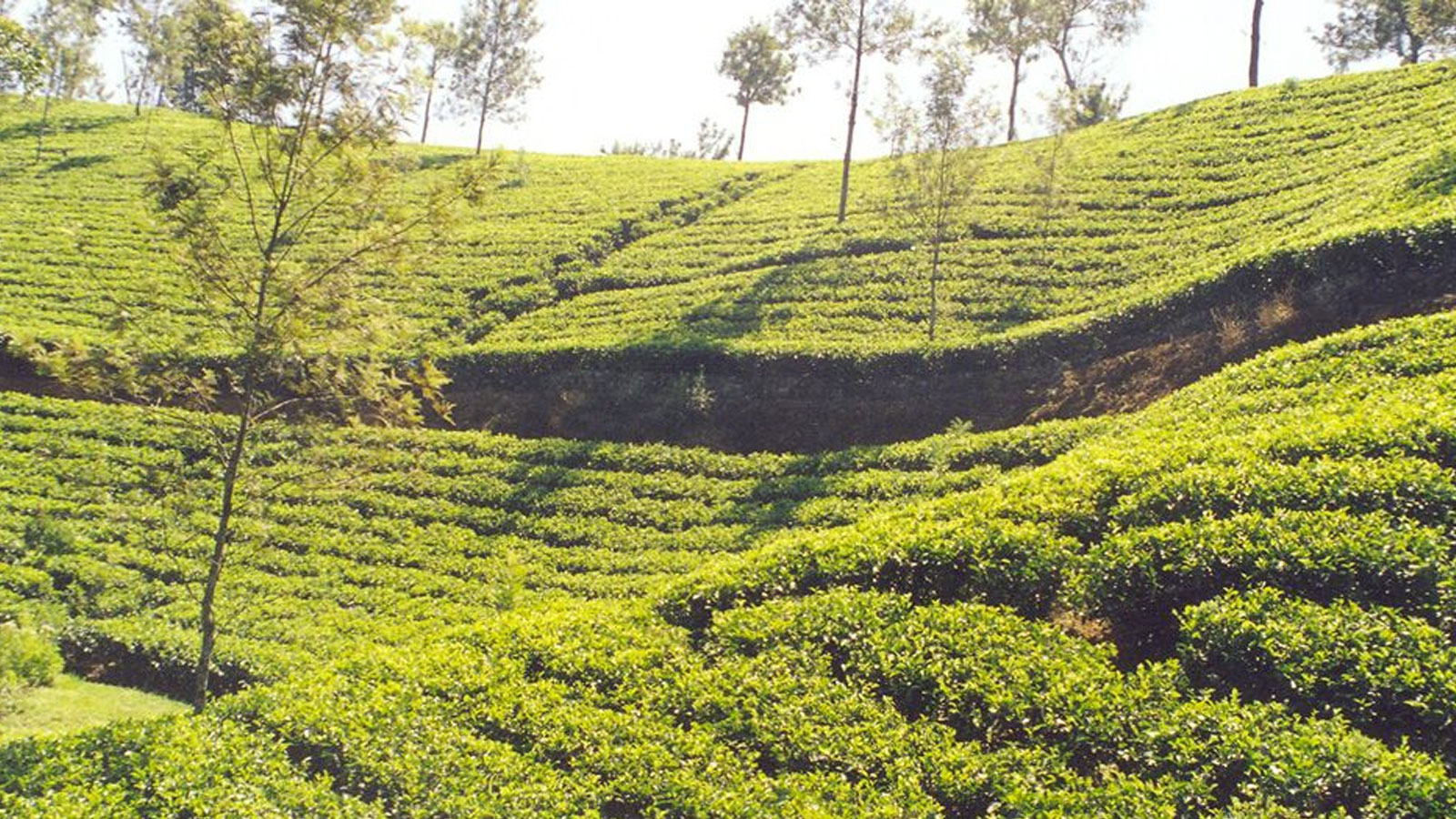 ALPHABET TEA COMPANY PVT LTD