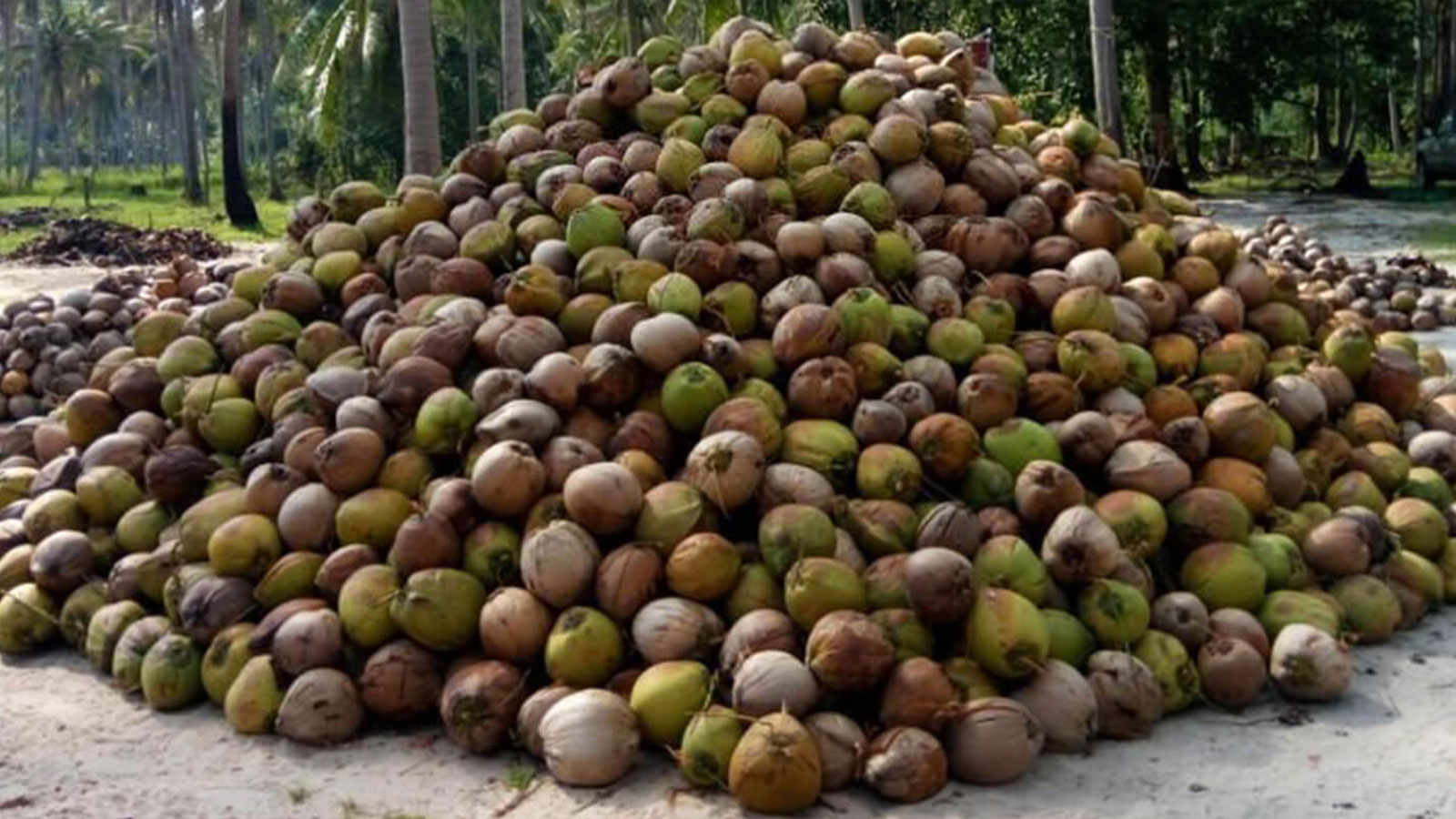 CHAMAKA LANKA COCONUT PRODUCT EXPORTERS