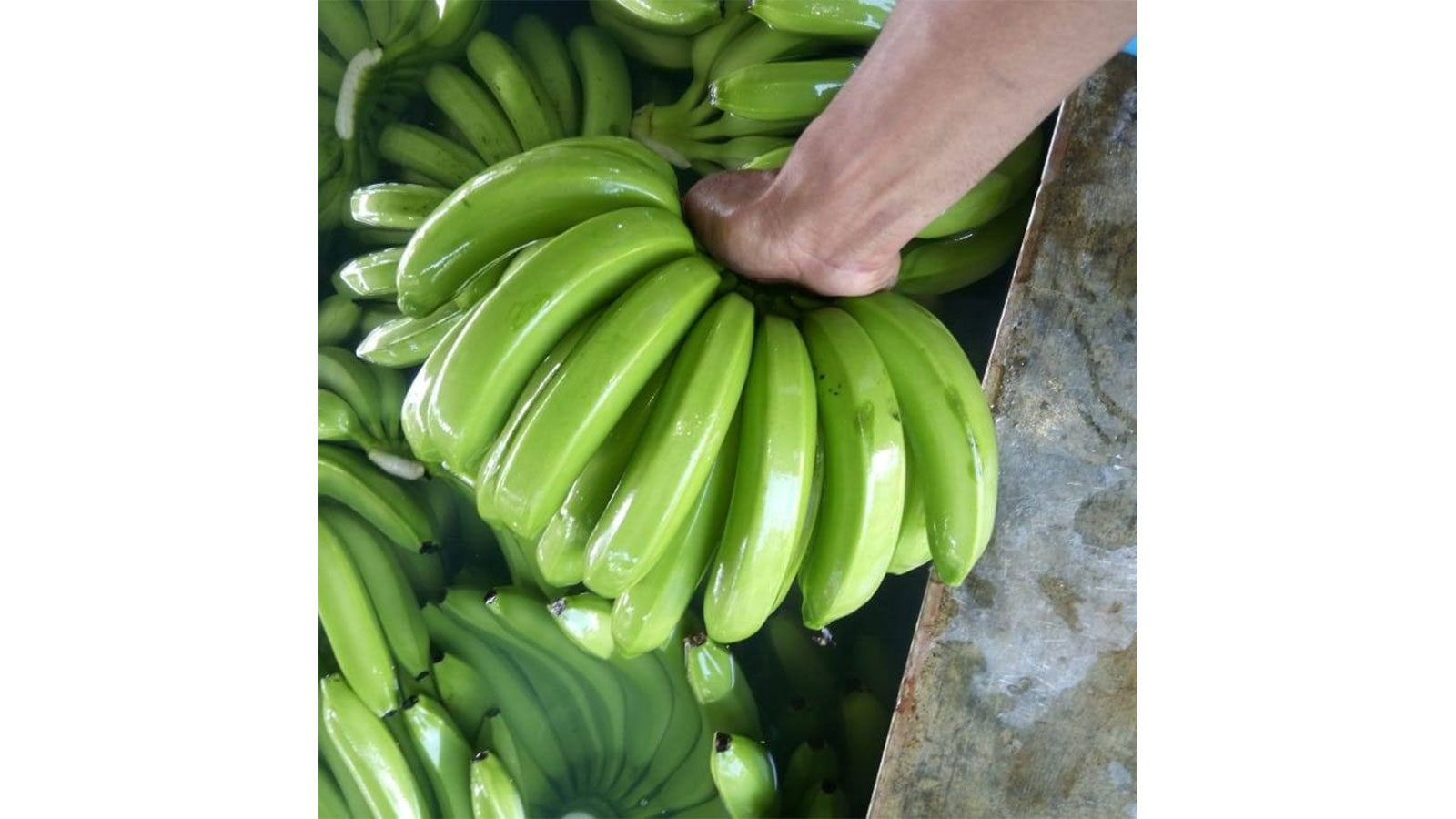 CEYLON NATURES AGRI ORGANIC PRODUCTS PVT LTD