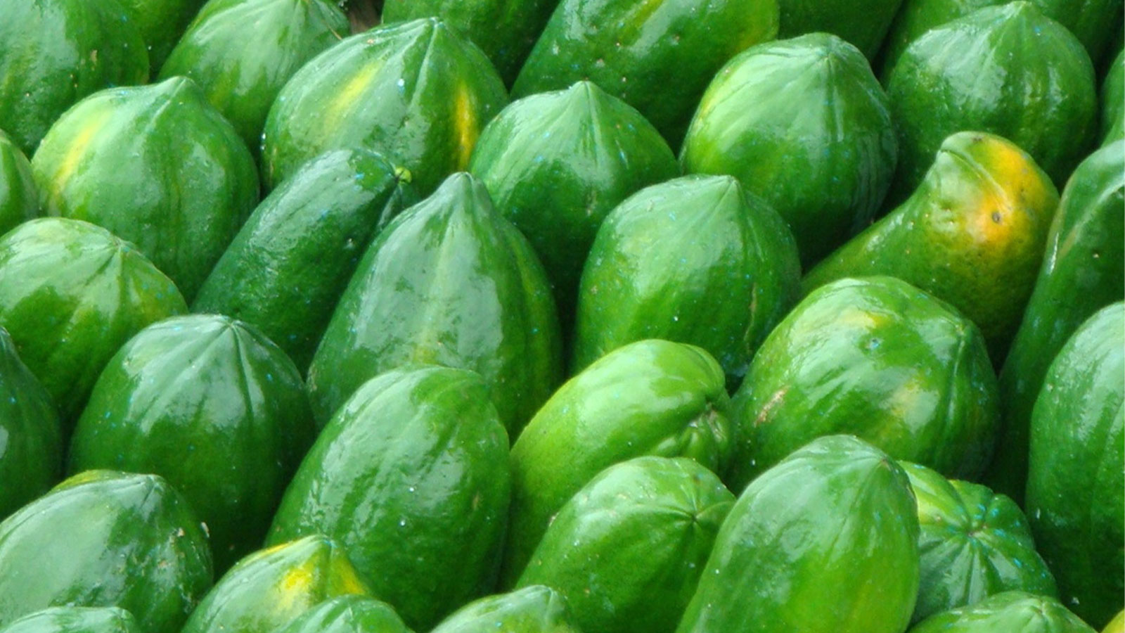 CEYLON NATURES AGRI ORGANIC PRODUCTS PVT LTD