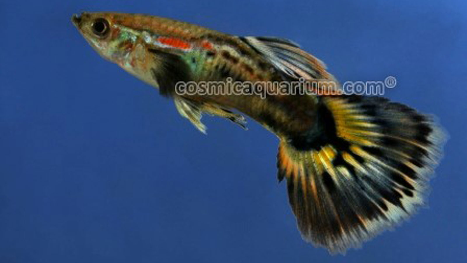 COSMIC AQUARIUM PVT LTD