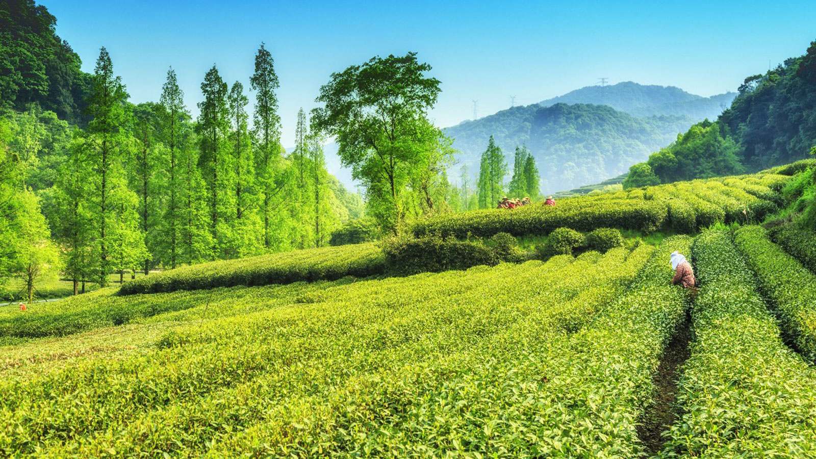 THE CEYLON SPICE HAVEN PVT LTD