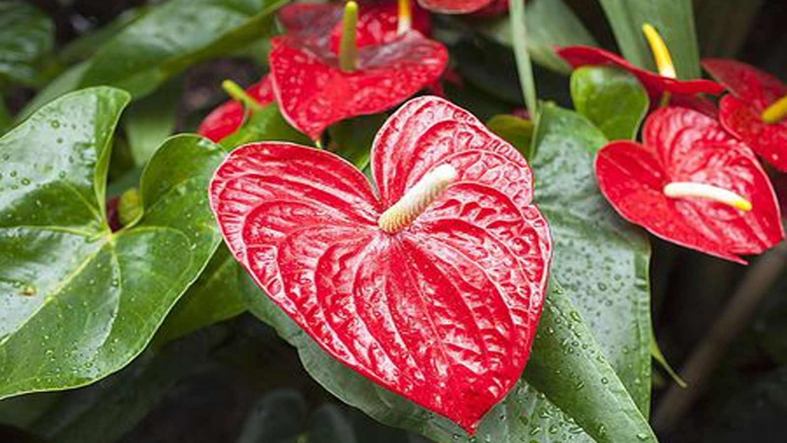 DECOR FOLIAGE