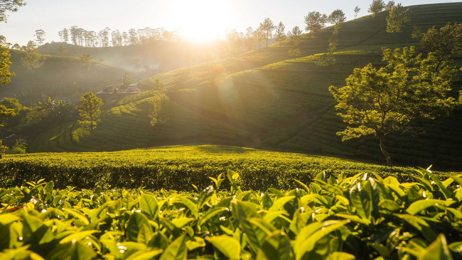 FORTHRIGHT TEAS PVT LTD