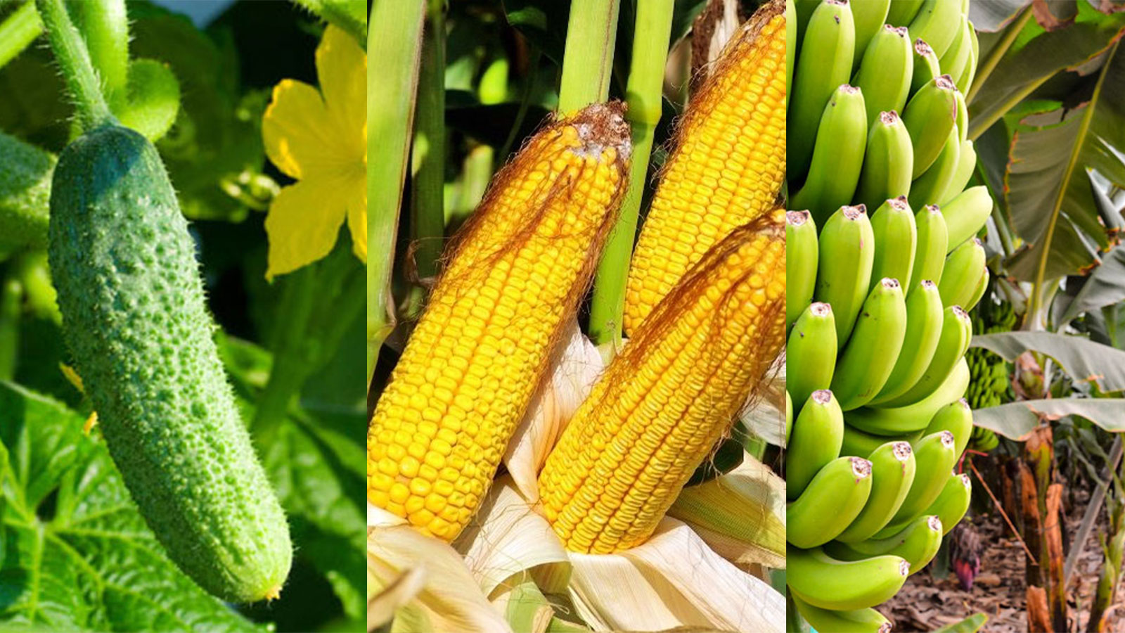 GOPI FOOD CEYLON PVT LTD