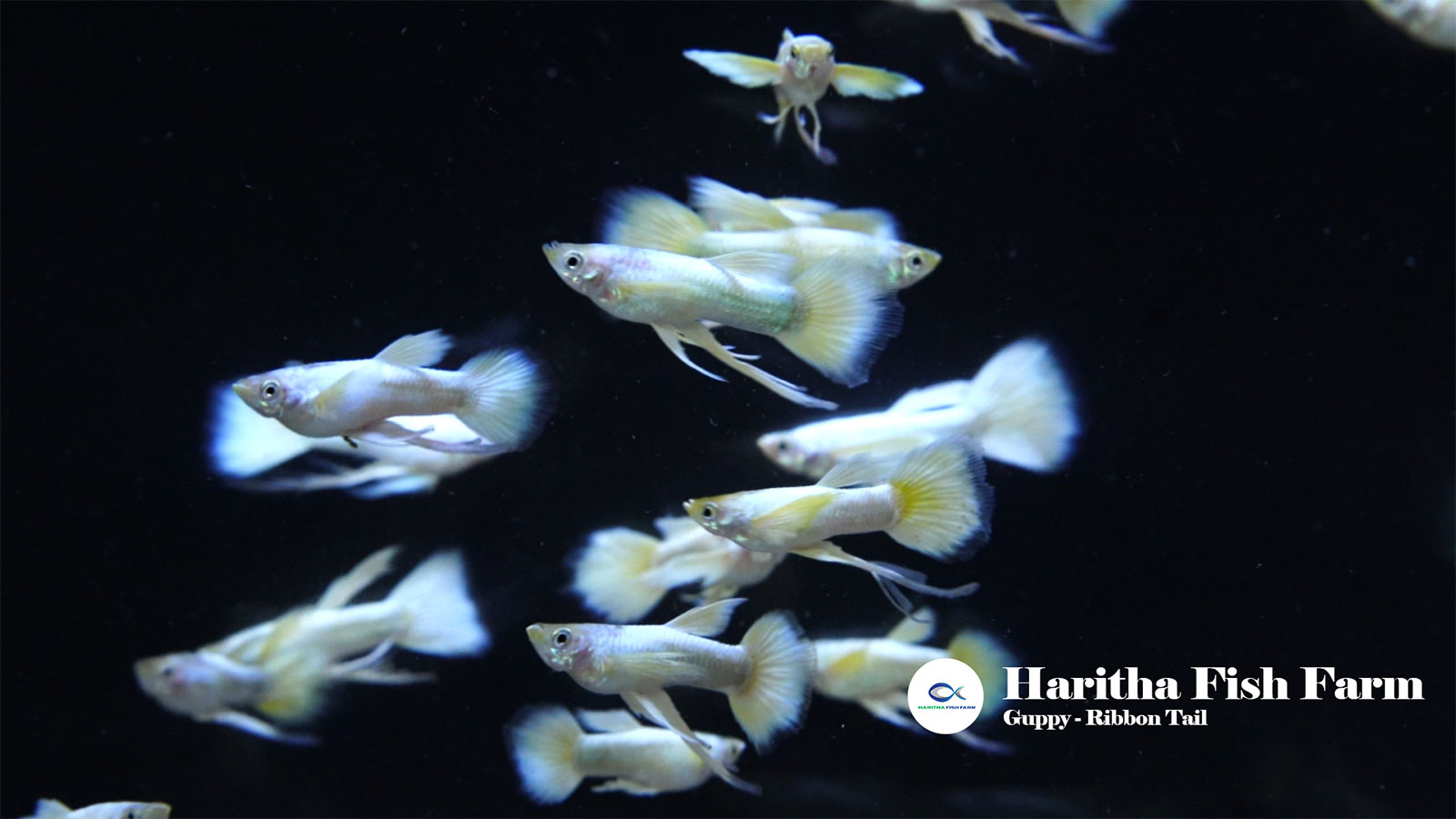 HARITHA FISH FARM