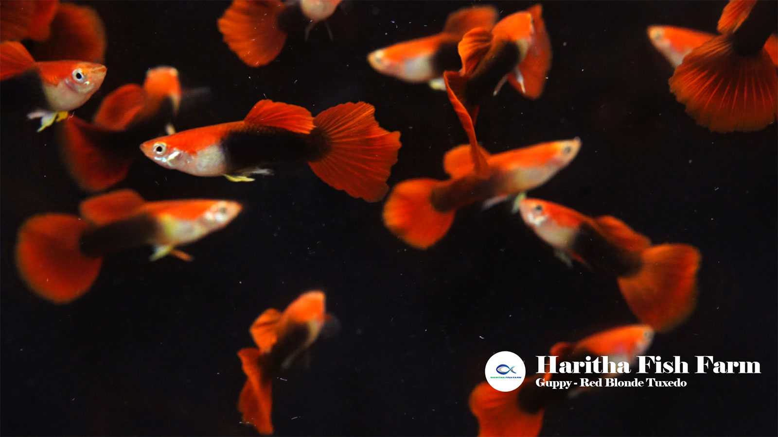 HARITHA FISH FARM
