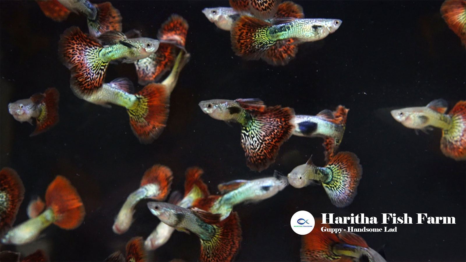 HARITHA FISH FARM