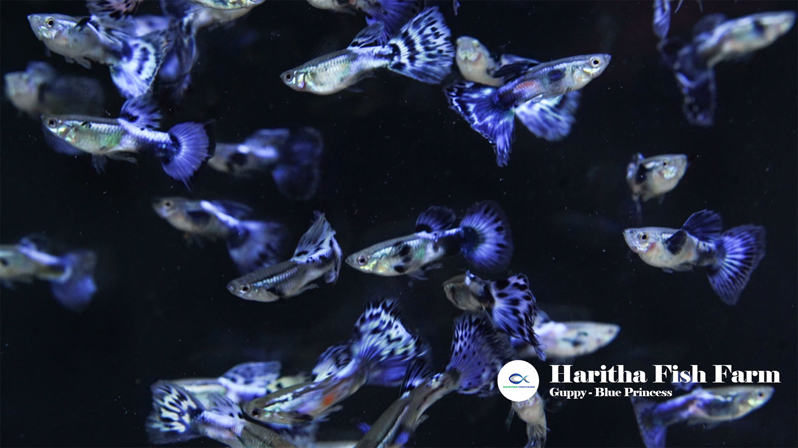 HARITHA FISH FARM