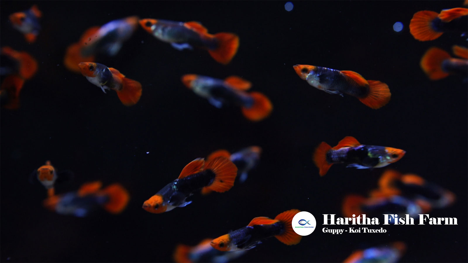 HARITHA FISH FARM