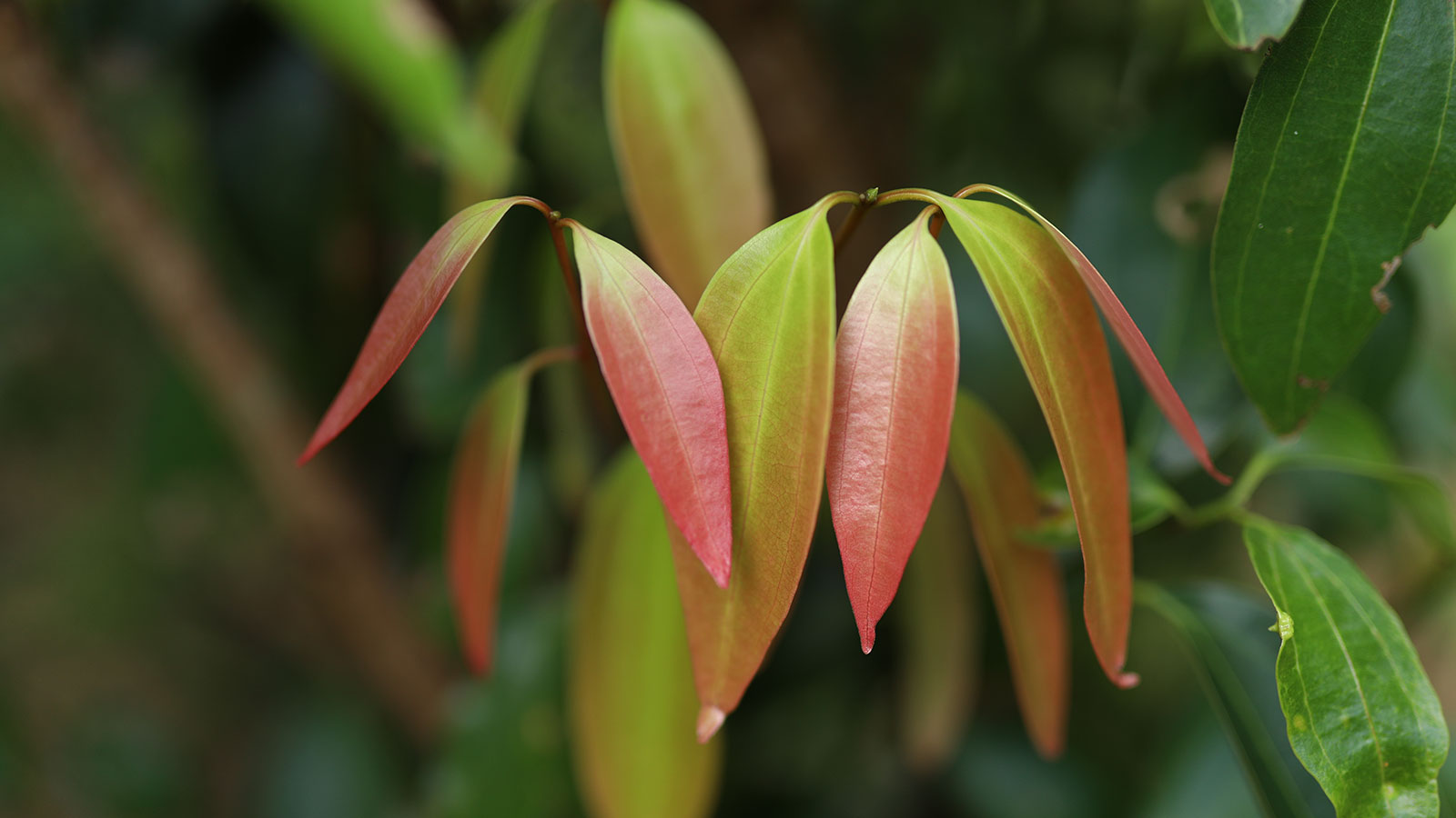 KUMARA CINNAMON EXPORTERS PVT LTD